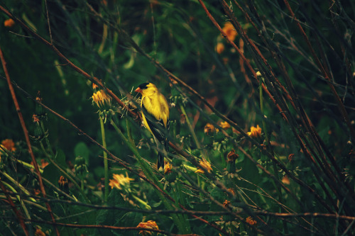 Little Birds in the Garden by ashleyDcrouse