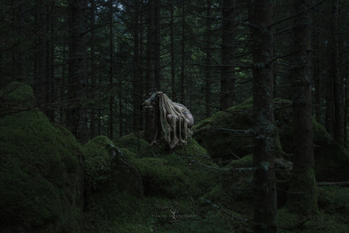 Porn photo woodland-sorcery:  ysambre-fauntography: