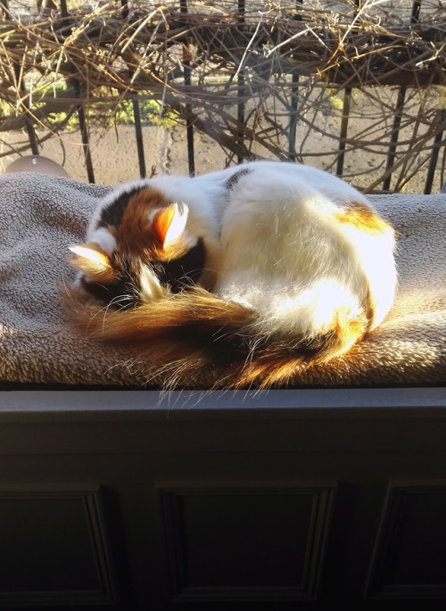 catsrevieweverything:Very bothered by sun today. Used own tail as sleep mask with minor success.&nbs