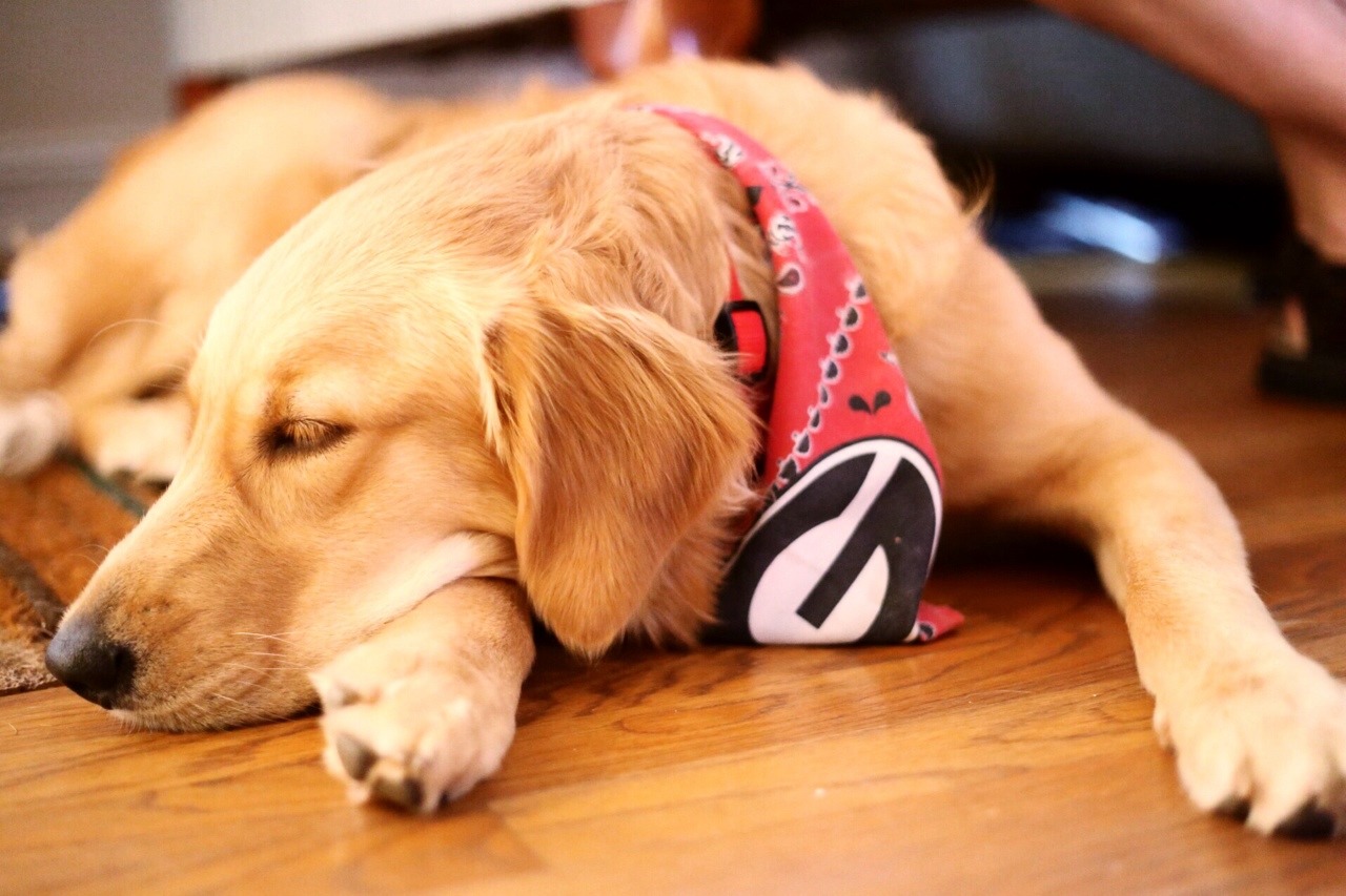 guidedogintraining:  So UGA football started today