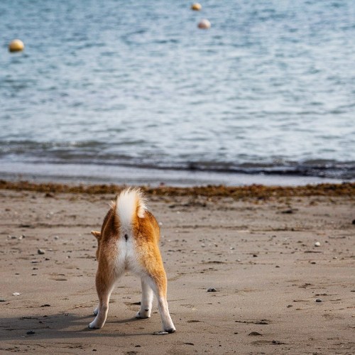 ぷりけつから始まる爽やかもいもい #cutebutts. . #cutedog #dogonthebeach #おちりら部 #shiba500 #shibainu #柴犬 #shibasmile 