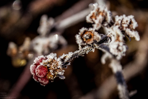 spiders-photos: &lsquo;FROZEN.' 