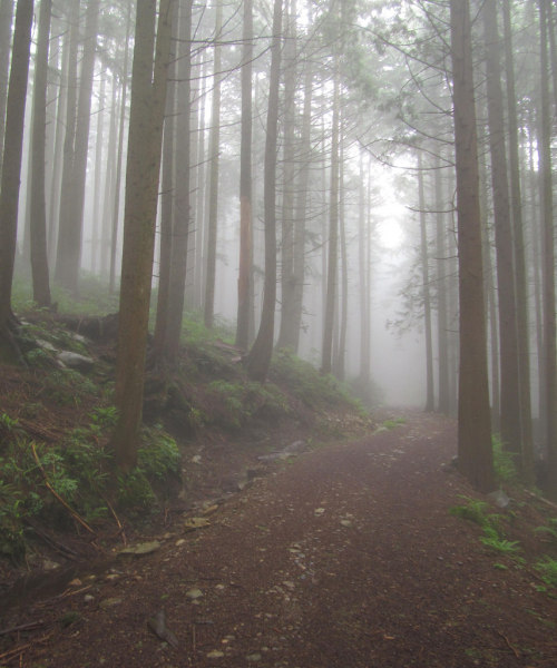 wanderthewood: Forest service road to Brothers Creek - British Columbia, Canada by mtsvancouver2