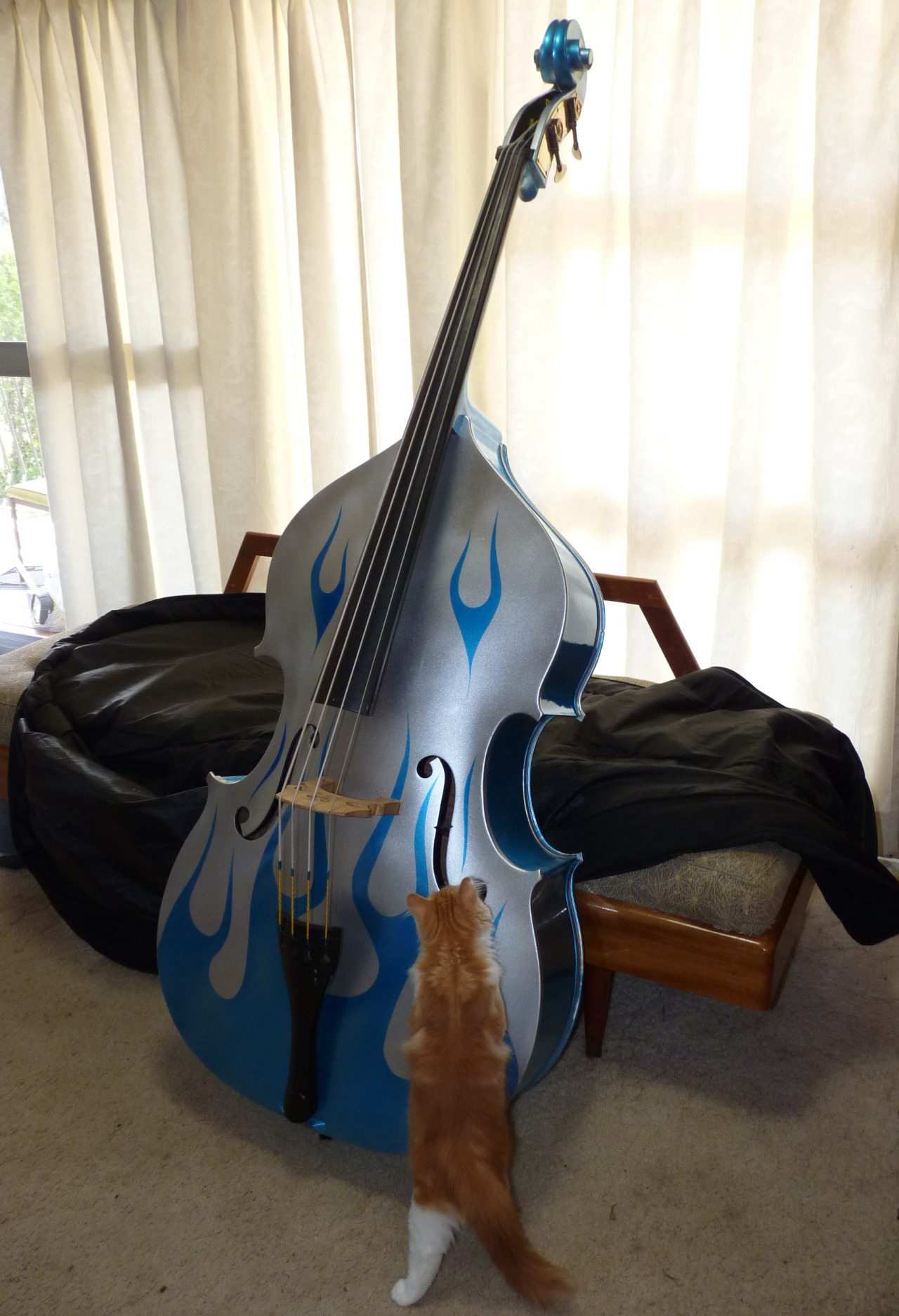 backtobass:  Introducing ‘Fancy Pants’, the &frac34; Salieri rockabilly bass.