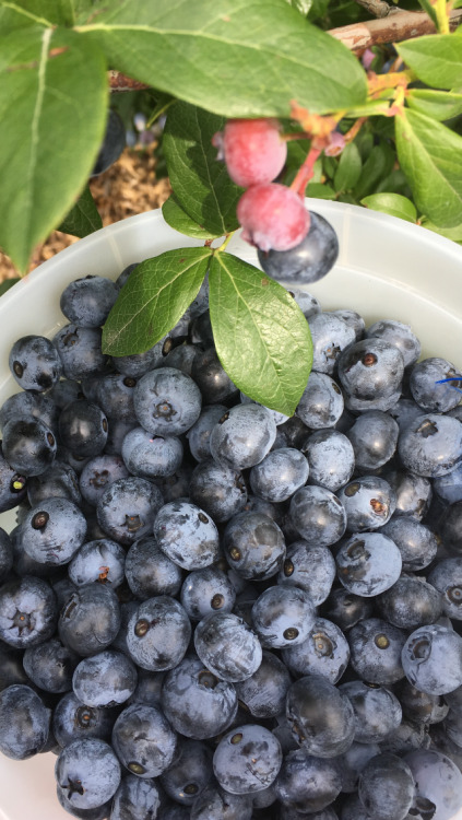 inkstainedleaves: i love the dusty look of fresh blueberries