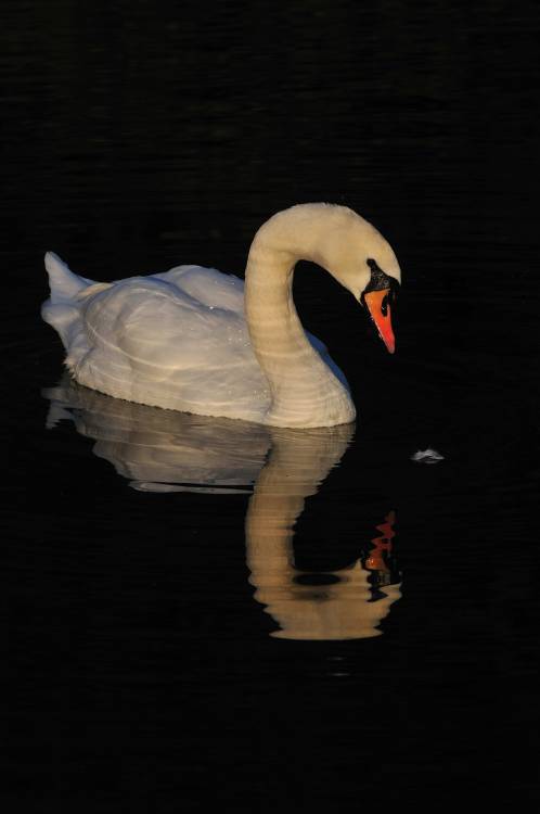 Mute Swan At Sunset (2).River Weaver, Cheshire, England.   October 2015.Nikon D300 VR 70-300 f4.5 - 