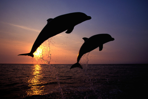 nubbsgalore:bottlenose dolphins photgraphed by (click pic) vitaly sokol, francois gohier, gerald lac