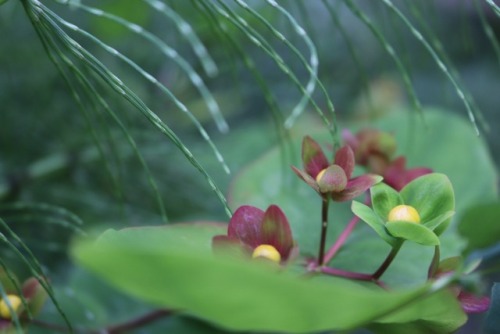 emowizardphotography: Huckleberries and sprouts / Mushrooms growing on the fallen