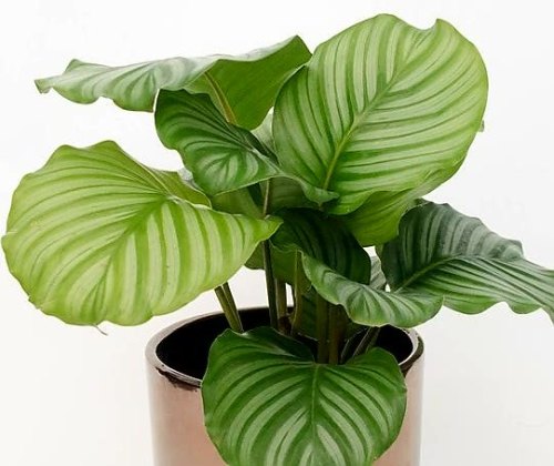 spitegoblin:Calathea is a genus of plants belonging to the family Marantaceae. There are several doz