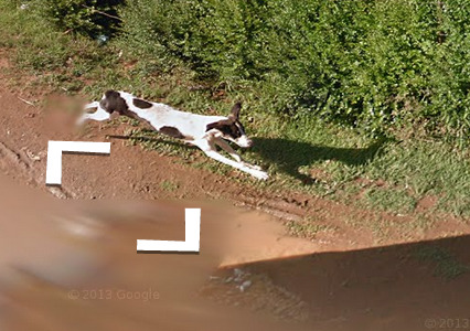 foxfamilyfeatures:  it seems like this dog chased the google streetview car for a while until it lost interest and wandered off  