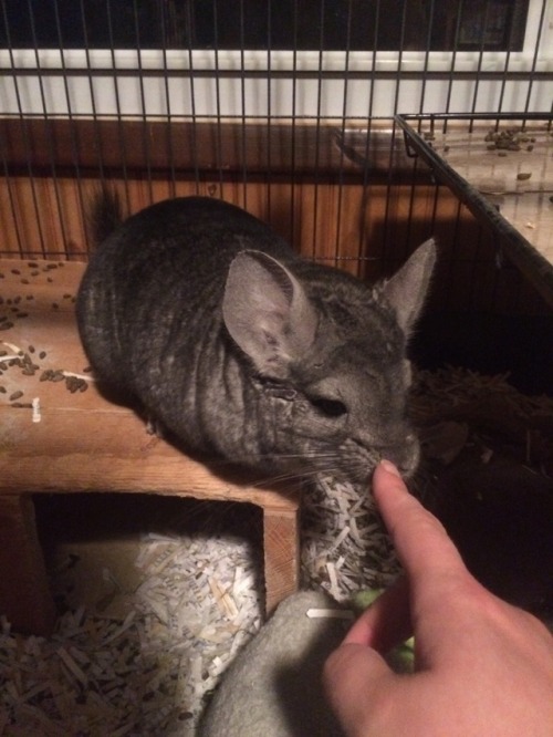 2soft2sensitive: tfw ur a chinchilla and the human pets you like you wanted them to but u gotta act 