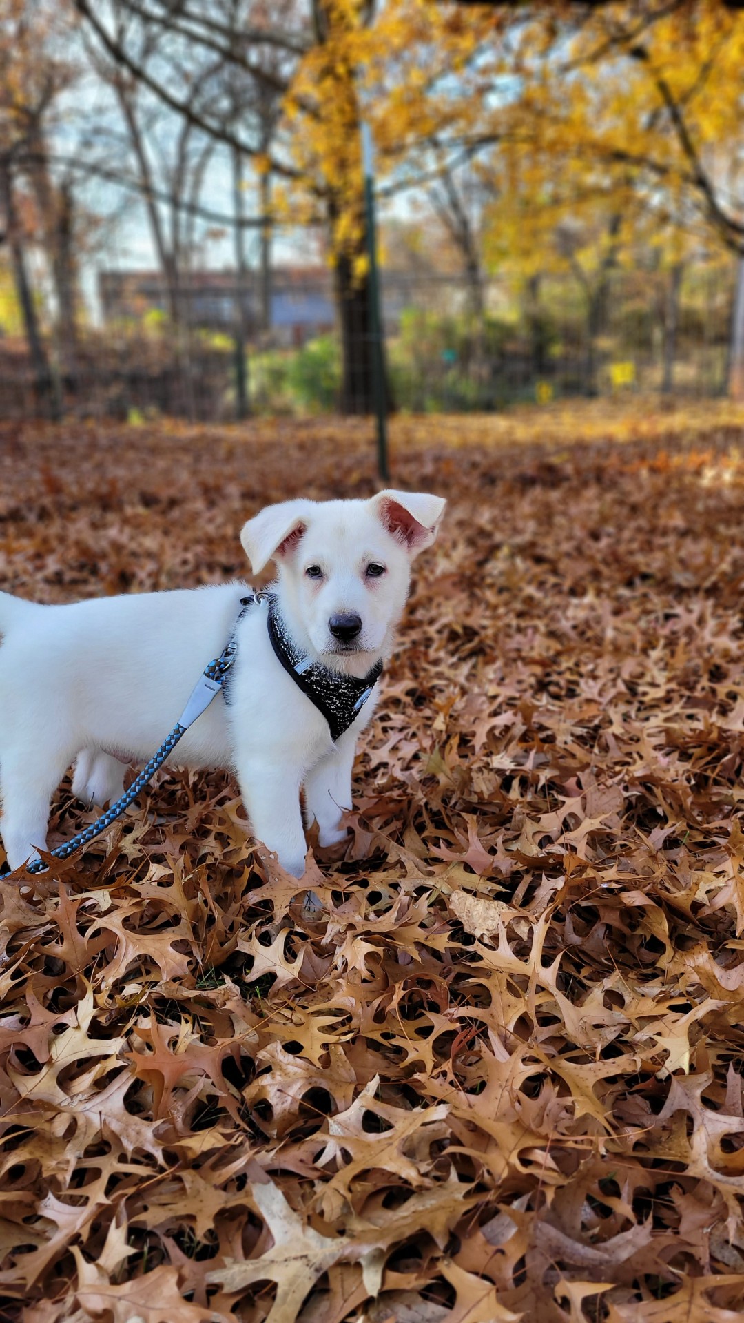 katiiie-lynn:Oops, we did it again! We’re the crazy dog people who went and got themselves another dog (yes we have 5 in total now) 😂 Please welcome Gimli, our newest little pup in the house 🥰😍💖 Astrid’s parents had another litter