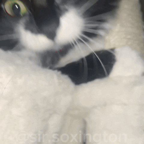 Lol, Get Booped 