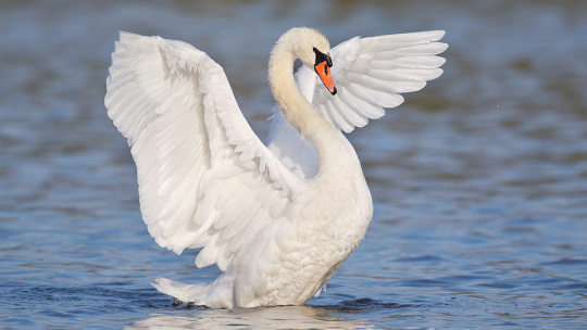 Birbs are like anime but real thing.