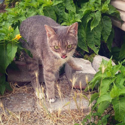 cats-infinity-cats:  Smeagol…   🐾 🐾