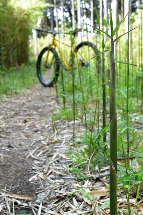 sicobicycleservice.wordpress.com/2016/05/20/bamboo-trail/