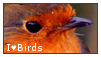 birds lover stamp