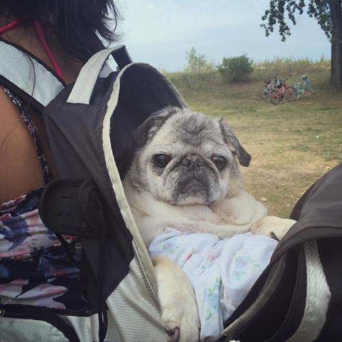 How you get a 14 yr old pug to the beach. #pugsofinstagram #puglife #beachlife #beachpug