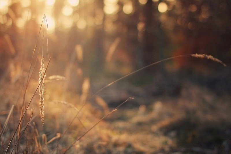 definitelydope:  When the last leaf falls (by Martin Kühn)