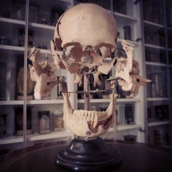 viciieuse:  Adult beauchene skull (x)