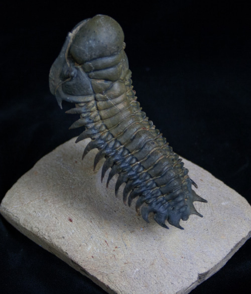fossilera: An amazingly prepared Crotalocephalina trilobite.  Countless hours went into removin