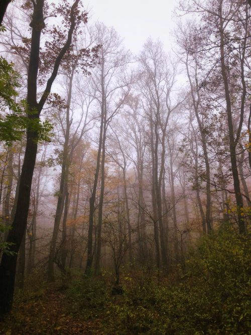  Foggy woods photo journal part XIV. I know I know… let me finish this. Last one. Visegrad mo