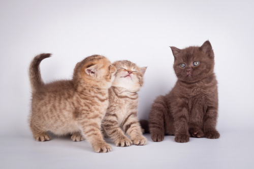 thegestianpoet:mostlycatsmostly:(via serikowa-sveta2015)THEM!!!!!!!!!!!