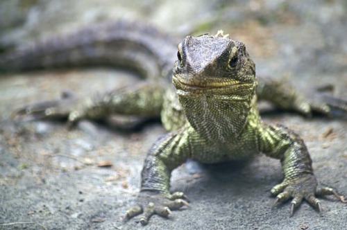 rate-my-reptile:unimportantinformation:The tuatara lizard from New Zealand has three eyes. Two on th