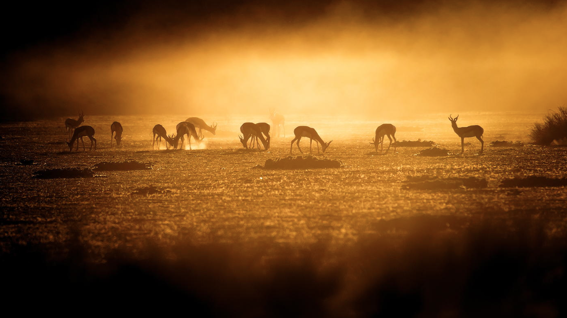 escapekit:  Wildlife Photography South African photographer Lee Bothma captures