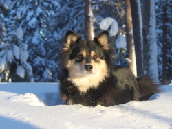 sihipop:  Finnish Lapphund appreciation post. 