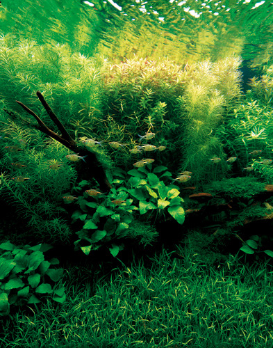 uroko: Nature Aquarium by  Amano Takashi