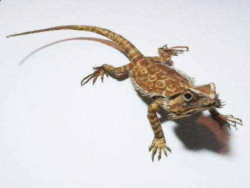 potentialforart: little-vince: Bearded Dragon with cardboard by cardboard artist 鍾凱翔 Zhongkai Xian