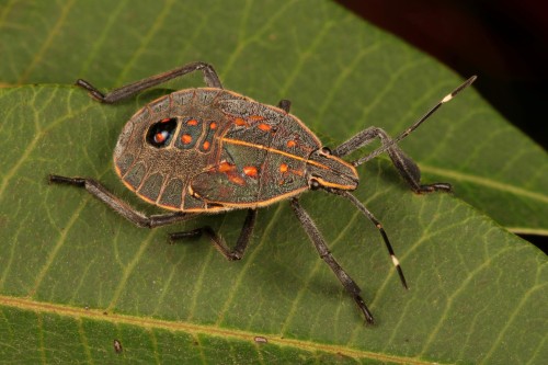 Yellow Marmorated Stink Bug Nymph (Erthesina fullo, Pentatomidae)