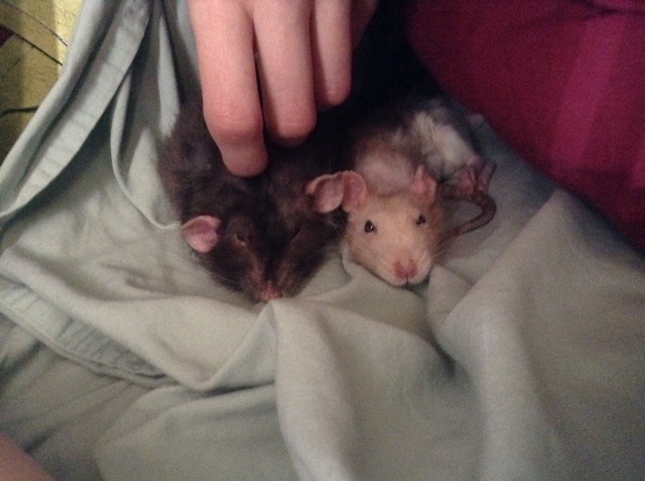 Don&rsquo;t worry, even rats get bed head.