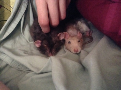 Don’t worry, even rats get bed head.