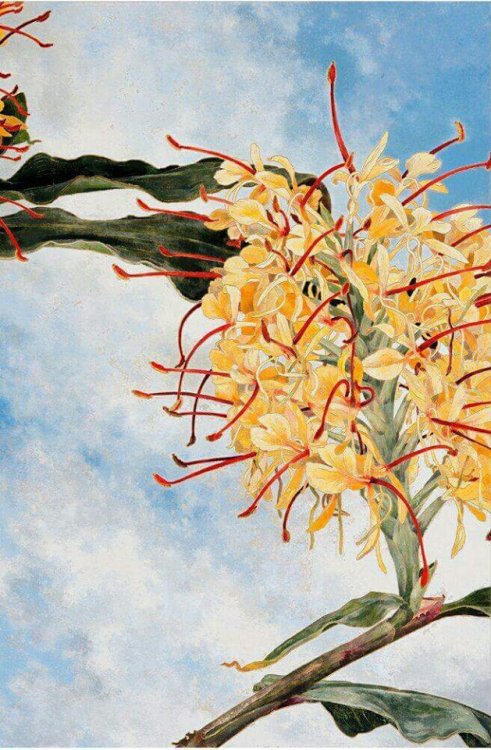 Ginger Flower  -  Cressida CampbellAustralian, b.1960-watercolour on engraved plywood , 76 x 51 cm. 