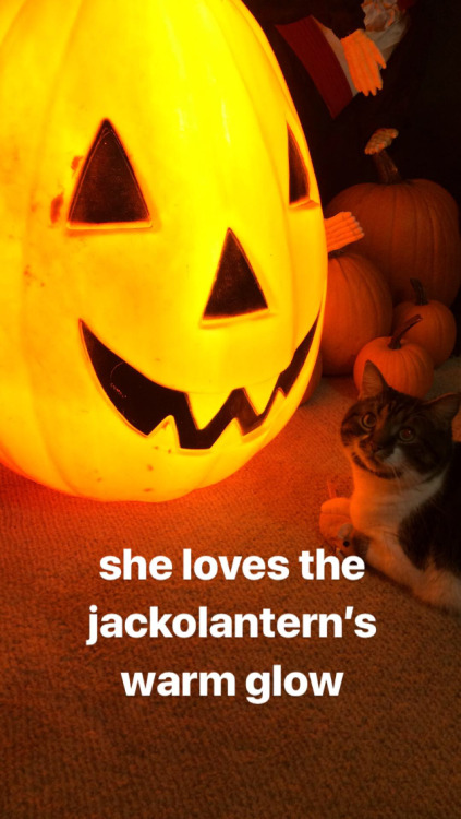 catsuggest:bella suggest: bask in the jackolantern’s warm glow