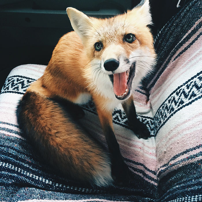 friendswithmysister:awesome-picz:  Meet Juniper, The Pet Fox Who’s Basically An