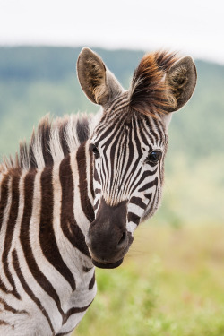 loveforearth:  Portrait of a young Zebra (by Jean van der Meulen) 