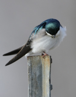 burning-soul:A Bowing Tree Swallow