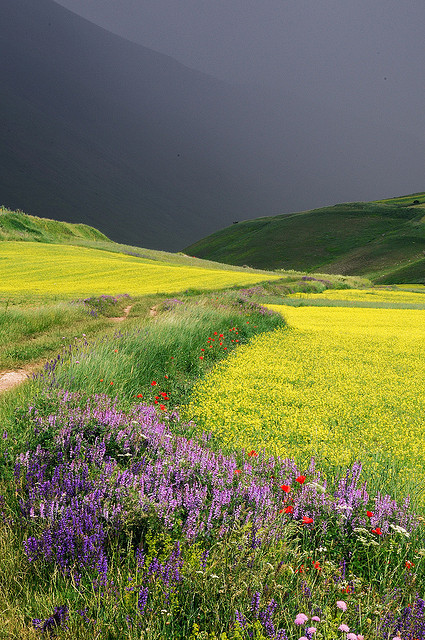 I campi attorno Castelluccio di Norcia by p.pacitti on Flickr.Castelluccio ~ a village in Umbria, in