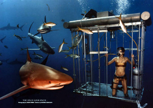 tigerrrsharrrk:  Brave Girl Opens The Cage In Shark Infested Water