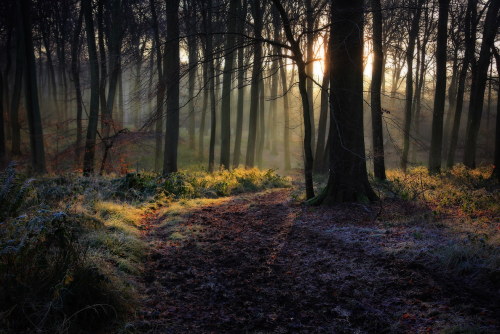 ksorra:Frosty Winter Woods by Ceri Jones