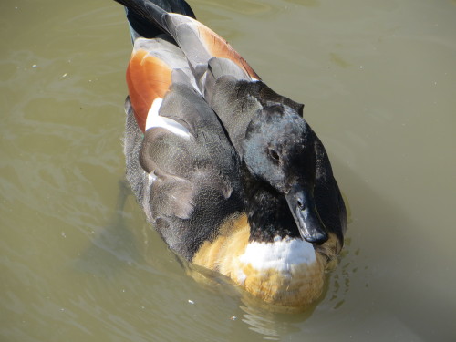 A few beautiful Australian Shelducks at WWT Slimbridge, looking super glossy and gorgeous in the sun