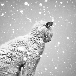 redlipstickresurrected:  Benoit Courti (French, based Paris, France) - Le Chat Sous La Neige, 2011  Photography