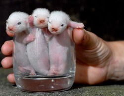 these-times-shall-pass:  feeling sad? look at this baby animal blog!