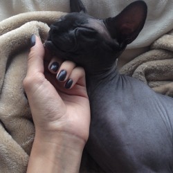 linaboogz:  When your nail polish matches your cat