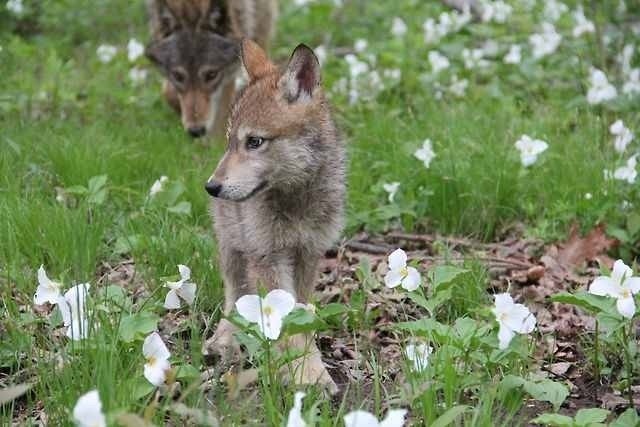 wolfpause:  passionforwolves:  Wolf Pups/Cubs  Precious. 