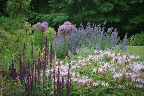 End of May show with moody, dark purple spires of Caradonna Saliva, quirky light pink mounds of Mona