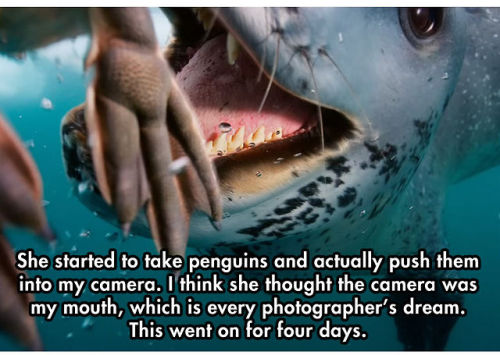 monetizeyourcat:  magicpottybaby:  sizvideos:  TL;DR : Watch this incredible story in video  holy fuck! so how did the penguins taste?????  this is the cutest video in the entire world. this seal is just so afraid for this dumb weird baby she thinks